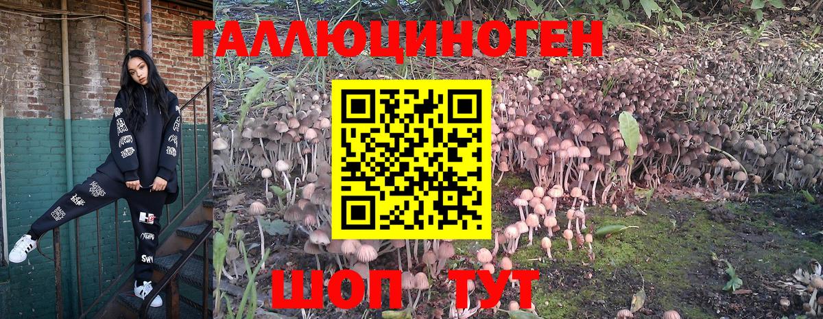 Губаха  Псилоцибиновые грибы Cubensis  цена наркотик  Вход с VPN 